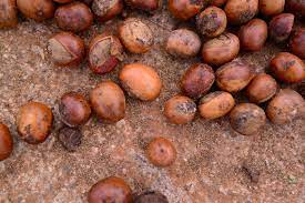 Roasted shea seeds (brown) scattered on dirt floor, close up